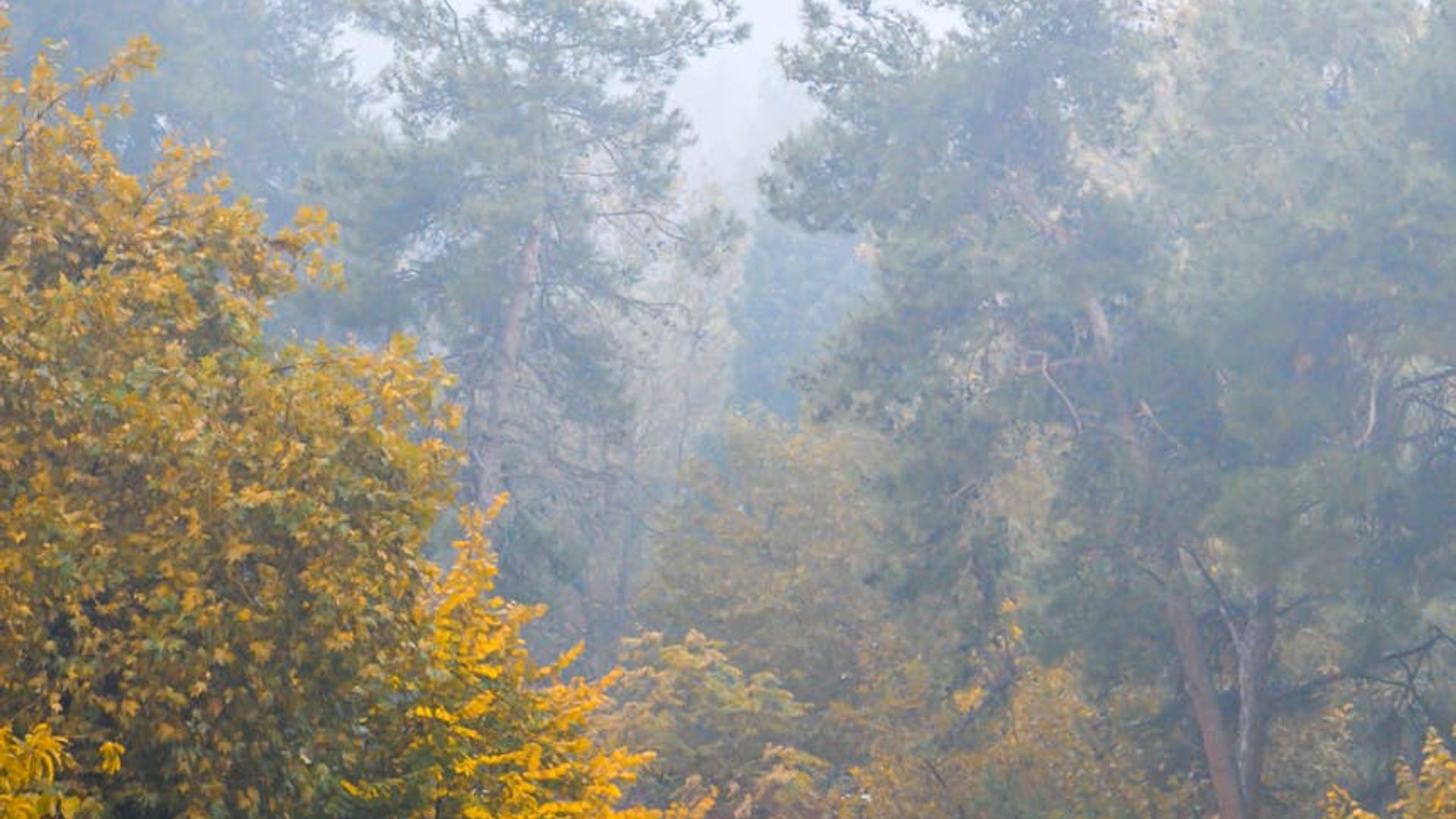 Beautiful landscape showing morning mist and calm nature.